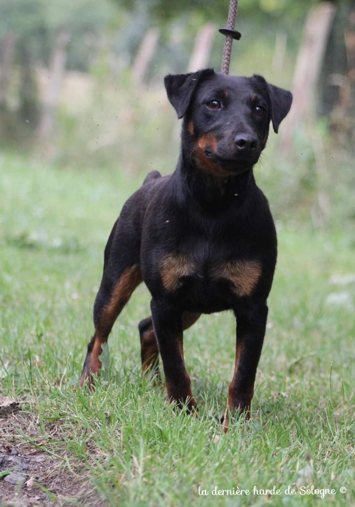 Les Terrier de chasse allemand de l'affixe De La Foret D'Auge