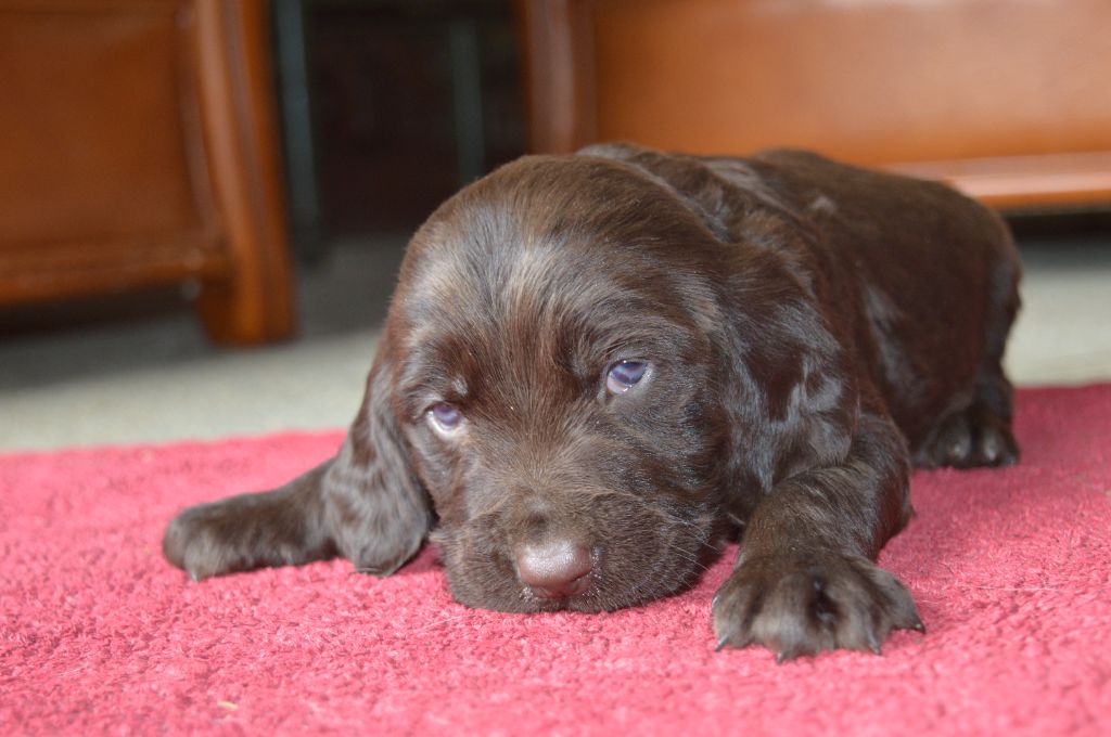 De La Foret D'Auge - Chiot disponible  - Chien d'Oysel allemand