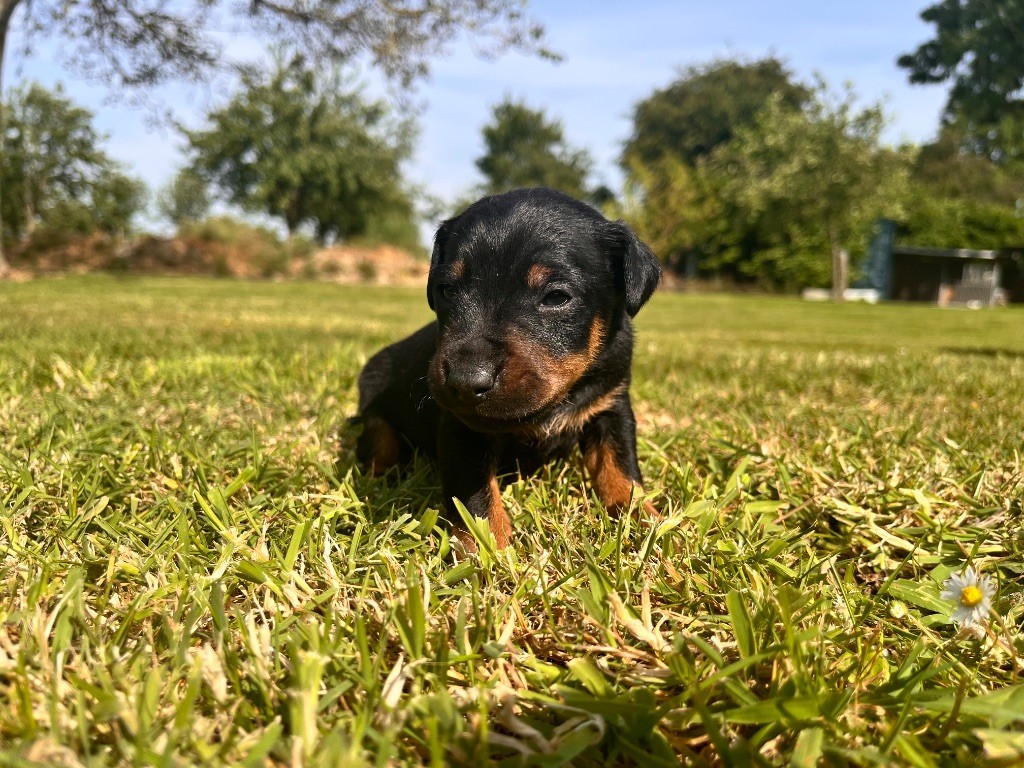 De La Foret D'Auge - Chiots disponibles - Terrier de chasse allemand