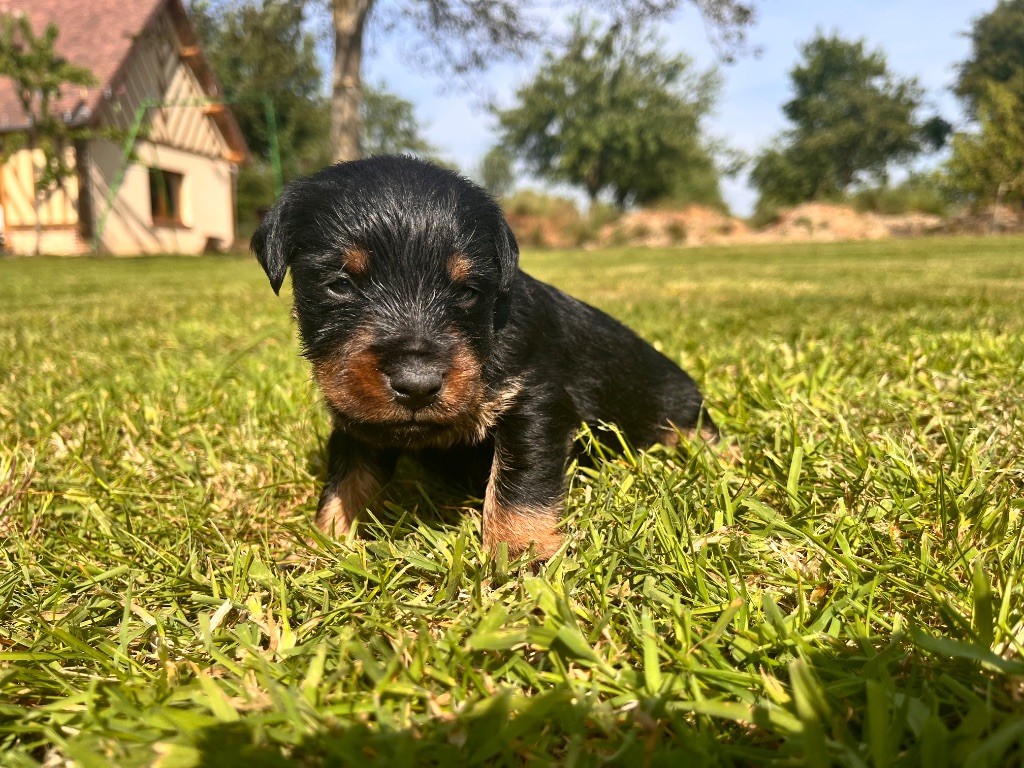 De La Foret D'Auge - Chiots disponibles - Terrier de chasse allemand