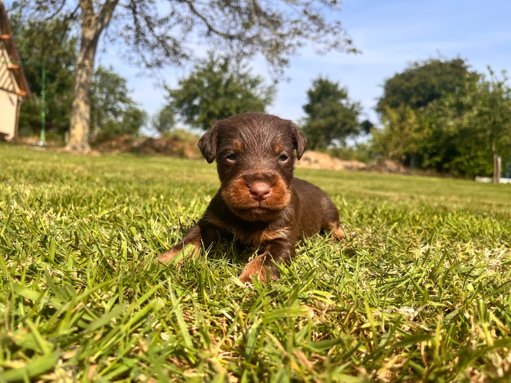 De La Foret D'Auge - Chiots disponibles - Terrier de chasse allemand