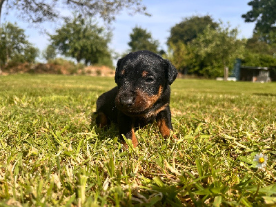 CHIOT 3