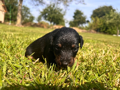 CHIOT 7