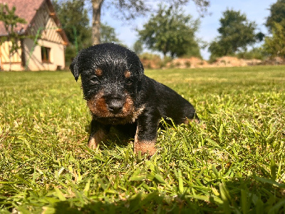 CHIOT 1