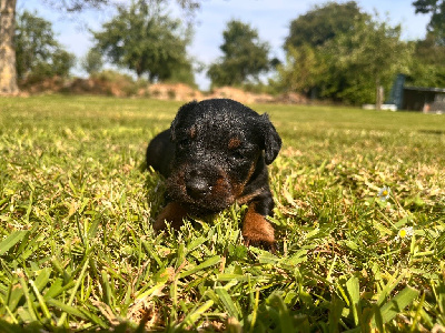 CHIOT 5