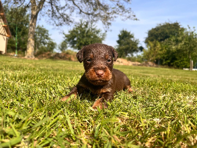 CHIOT 2