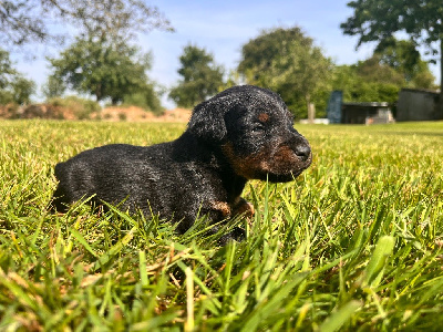 CHIOT 4