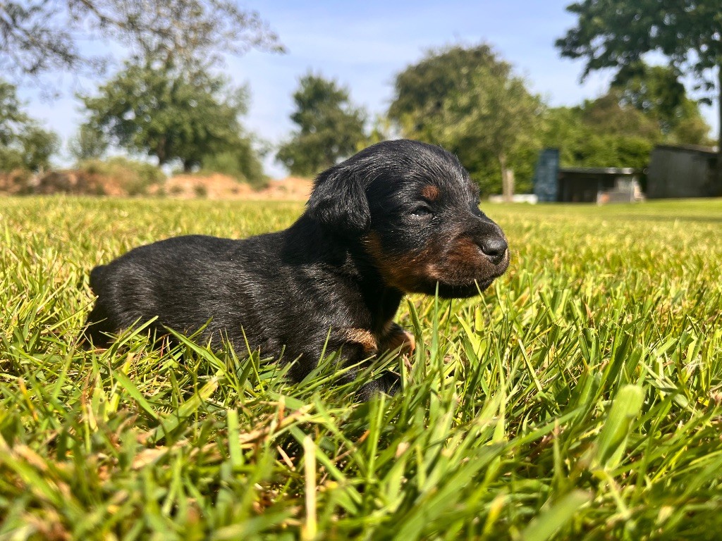 De La Foret D'Auge - Chiots disponibles - Terrier de chasse allemand